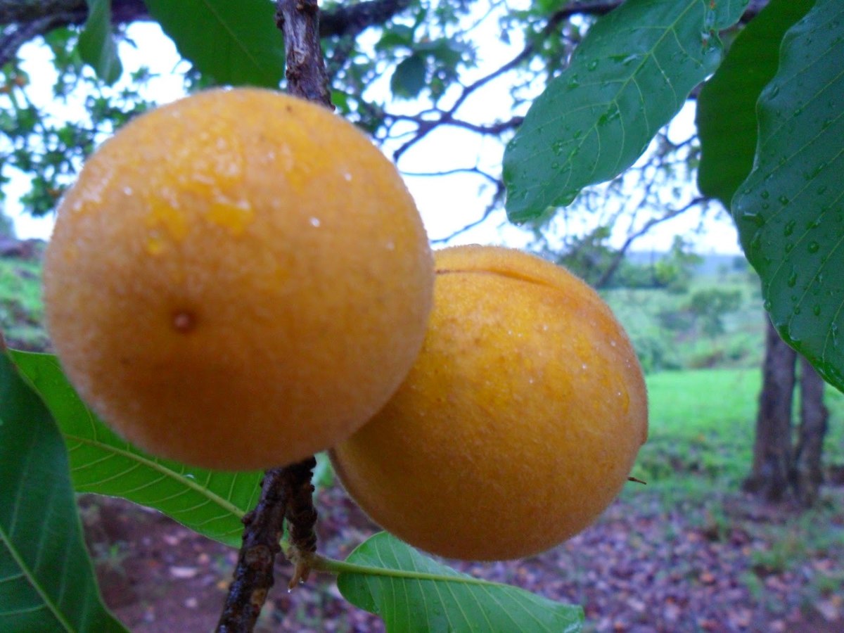 Mudas Frutíferas (Nativas e Exóticas) - Frutabella