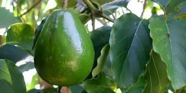 beneficios do caroço da pera abacate