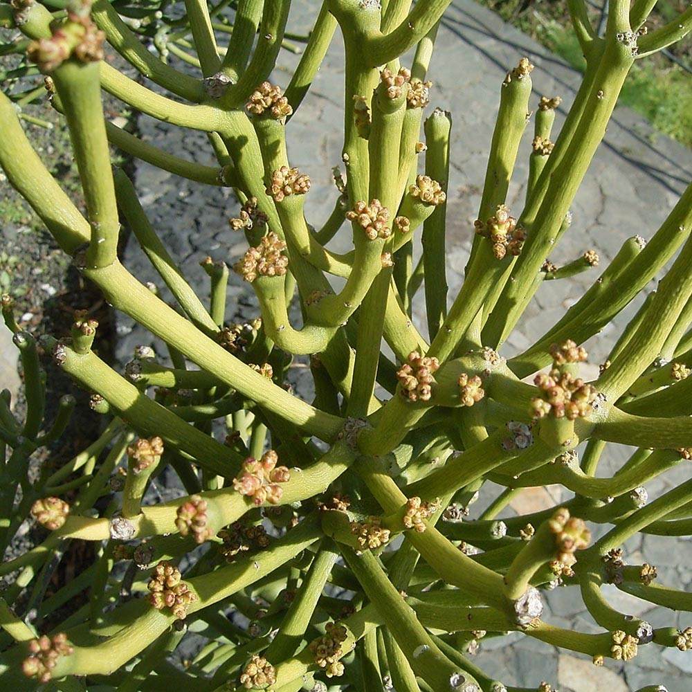 Mudas De Aveloz Ou Avelos Euphorbia Tirucalli Medicinal R