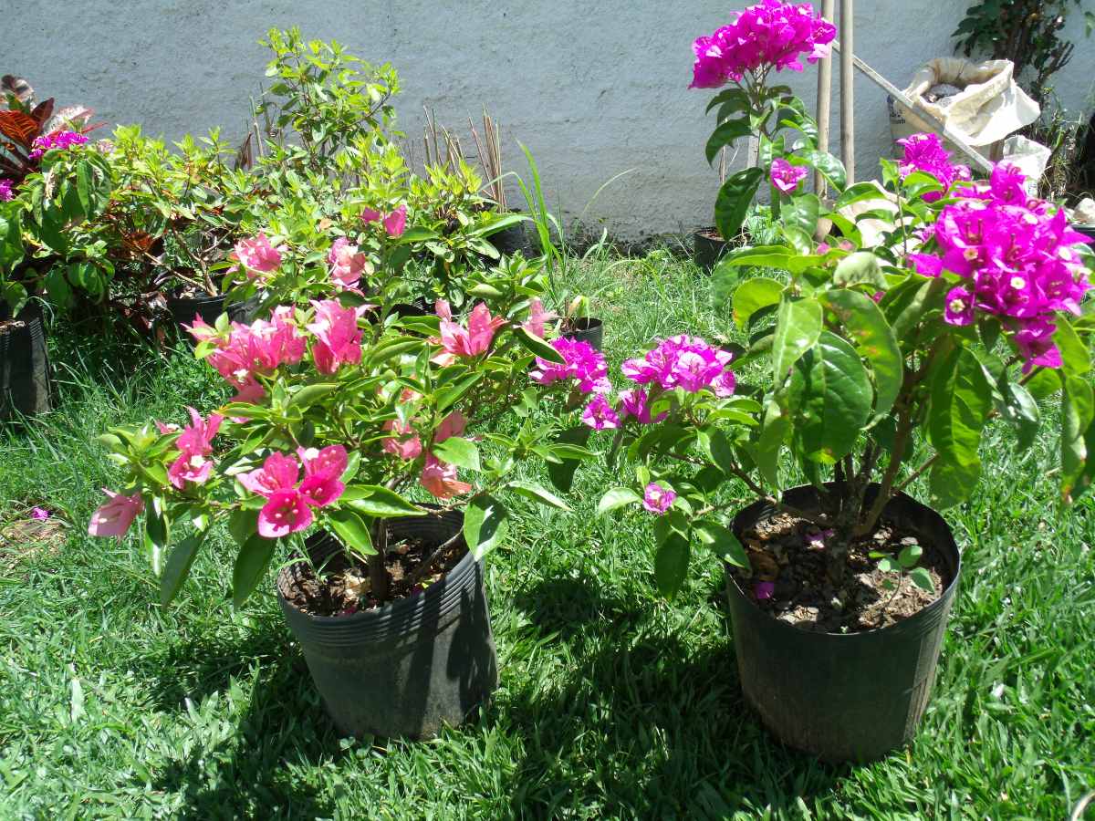 Mudas De Buganvilia - R$ 30,00 em Mercado Livre
