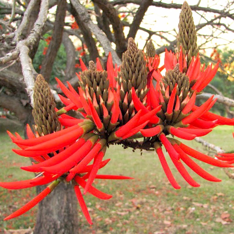 Mudas De Erythrina Mulungu Vermelha - Árvore Ornamental - R$ 45,00 ...