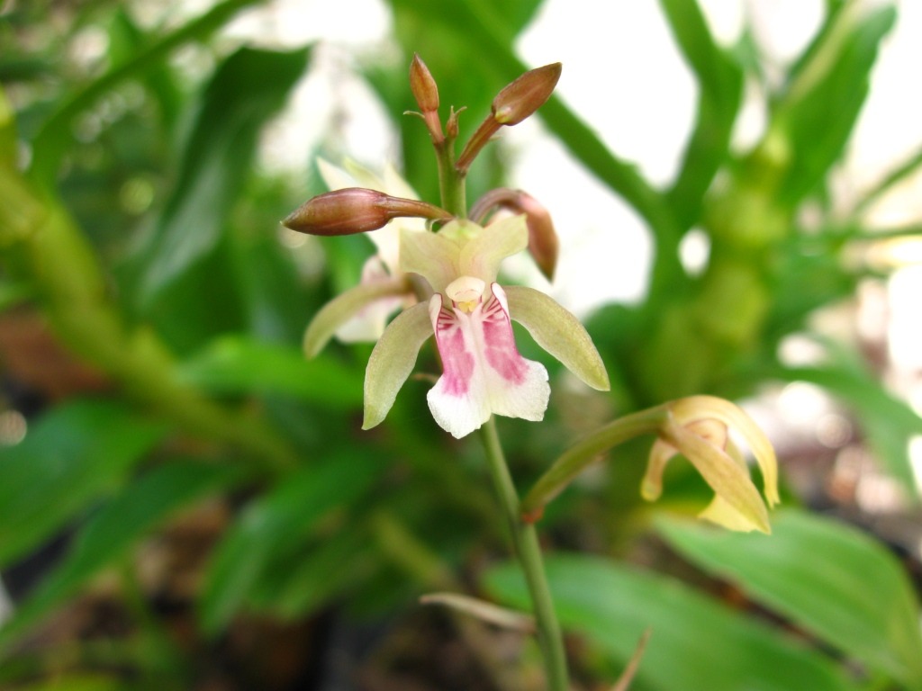 Oeceoclades maculata ( Orquídea) – Vem Ver Plantas e Cultivos