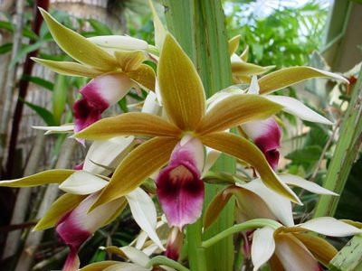 Orquídea Capuz-de-freira – Vem Ver Plantas e Cultivos