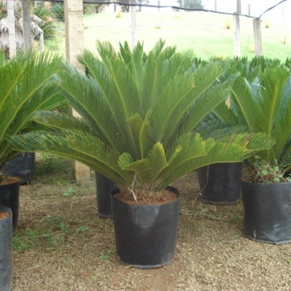 Mudas De Palmeira Cica, 40 Até 60 Cm ( Jardim E Decoração ...