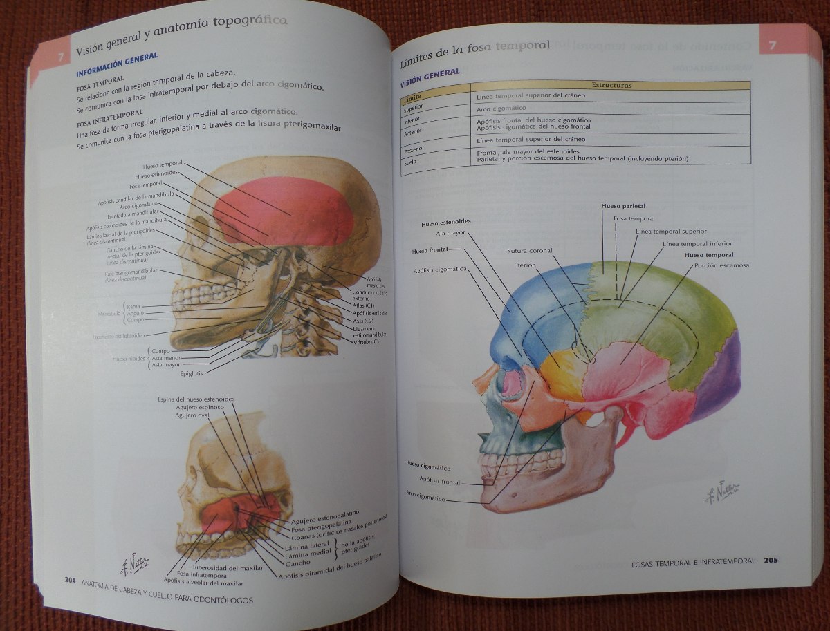 anatomia de cabeza y cuello para odontologos netter