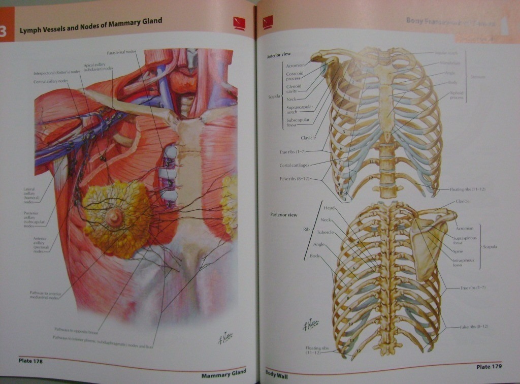 netters human anatomy atlas netters human anatomy atlas