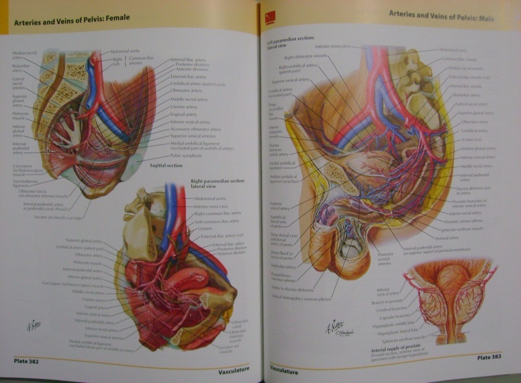 human anatomy atlas netter human anatomy atlas netter