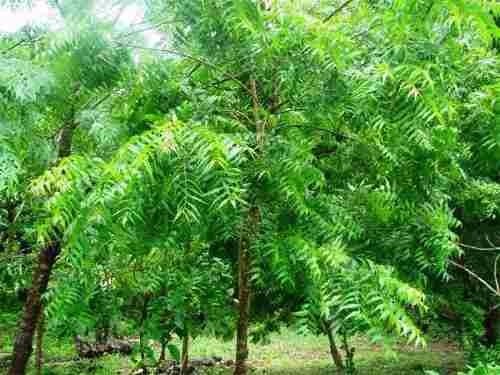 Nim um repelente natural Nim um repelente natural