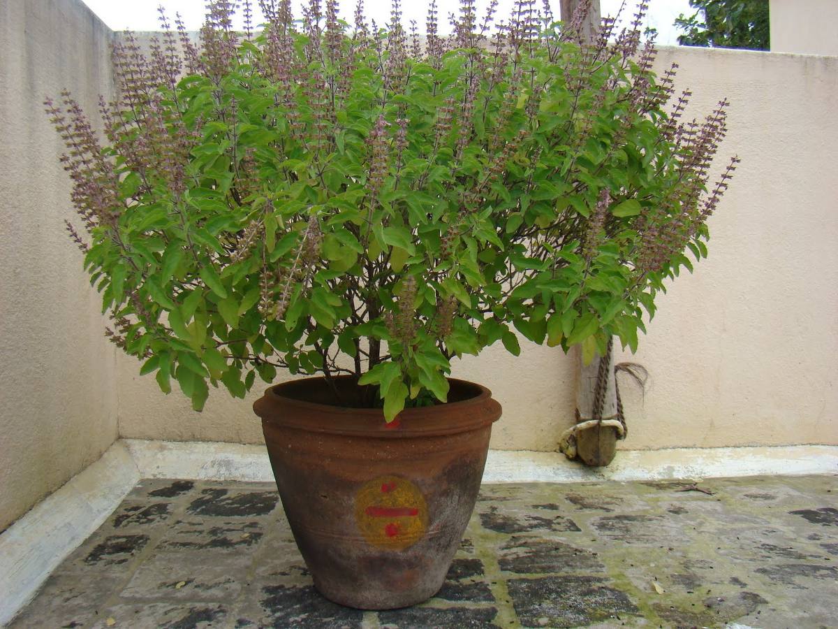 Ocimum Sanctum Tenuiflorum Tulsi Manjericão Santo Sementes Ocimum Sanctum Tenuiflorum Tulsi Manjericão Santo Sementes