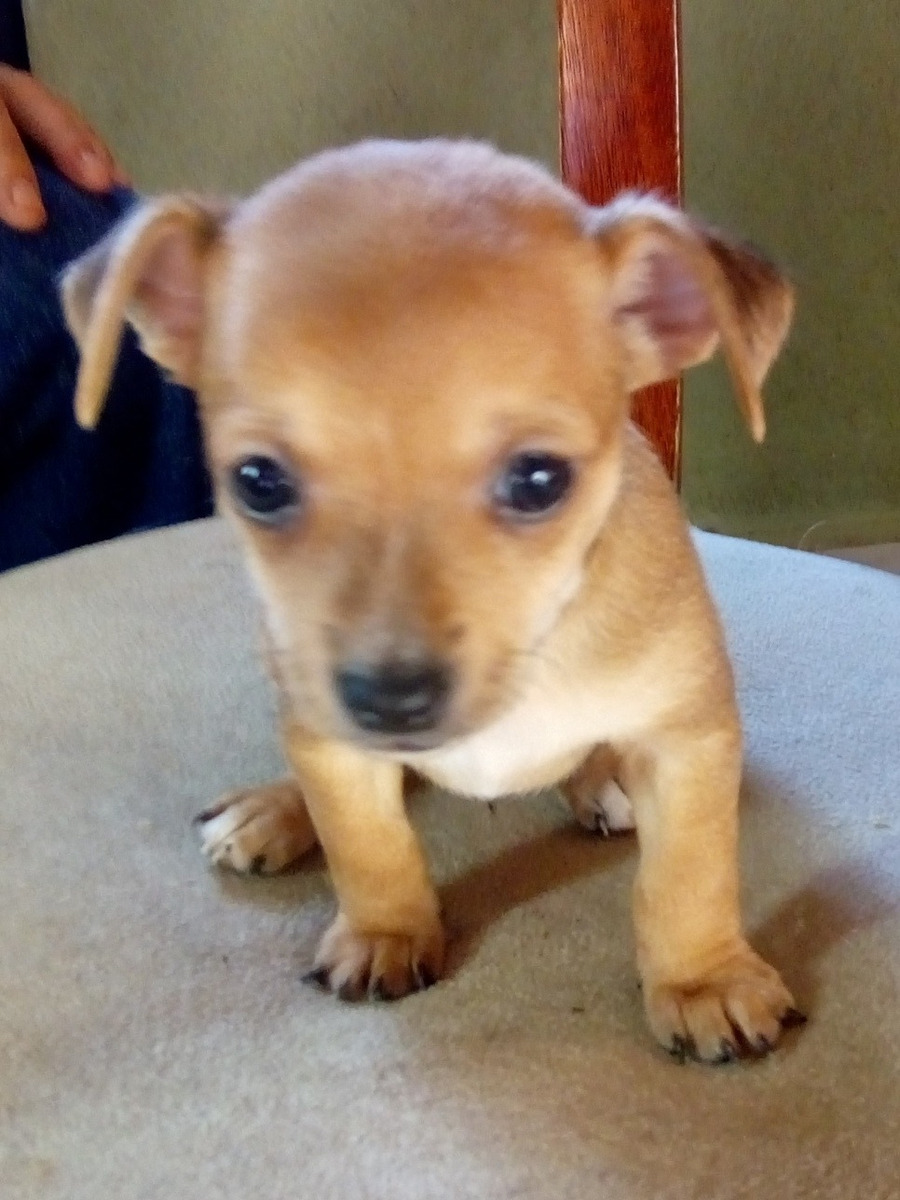 Oferta Perrito Chihuahua  Cabeza De Venado Cafe  Claro le n 