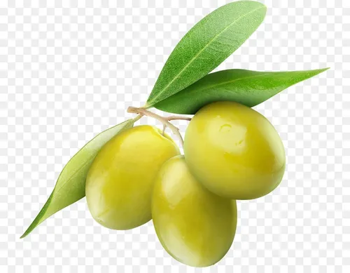 Olivo Enano Para Maceta O Tierra Importante Envio Dhl