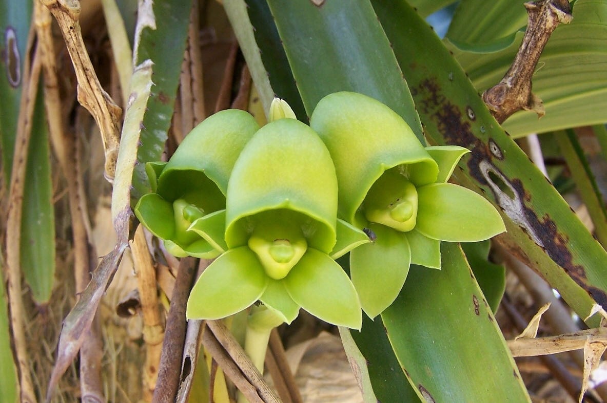 El cuidado de la orquidea Catasetum, y sus flores femeninas y masculinas -  Riego - Universidad Agrícola