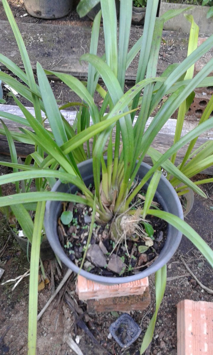 Orquideas Hidroponia Orquideas Hidroponia