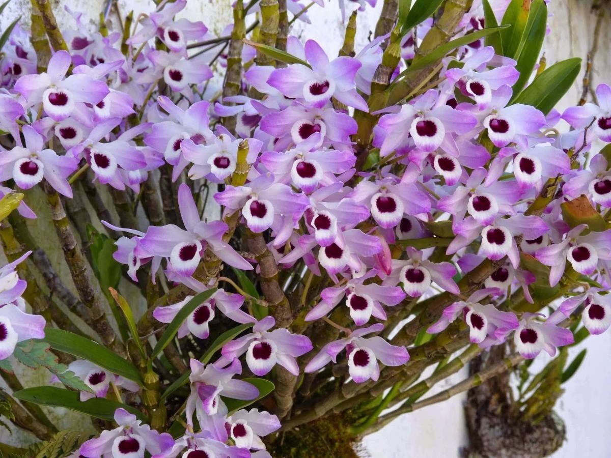 Resultado de imagem para orquÃdea olhos de boneca