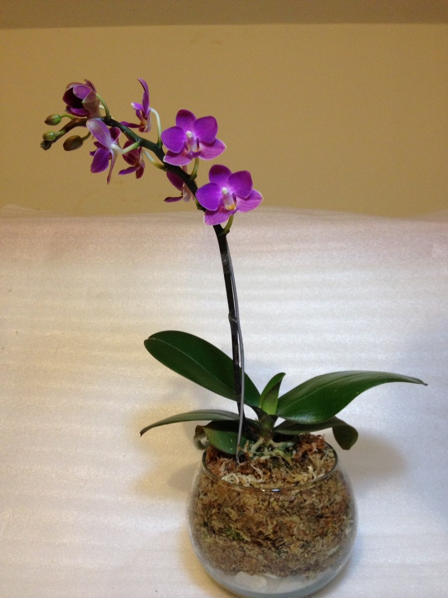 Orquideas Mini Maceta De Vidrio - $ 23.000 en Mercado Libre