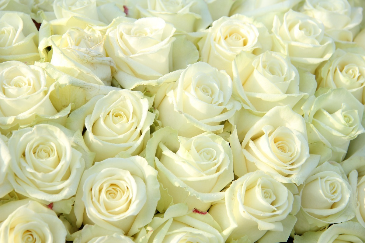 Resultado de imagem para rosas brancas