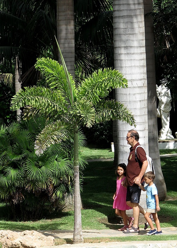 palma cola de zorro 1 3 m wodyetia bifurcata 750 00 en plantas de jardin