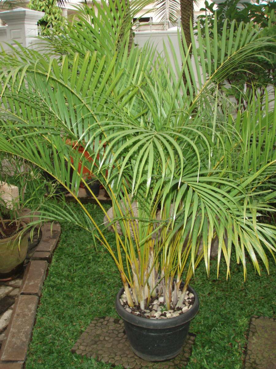 Palmeira Areca Bambu Sementes Para Muda Flor - R$ 14,98 em Mercado Livre