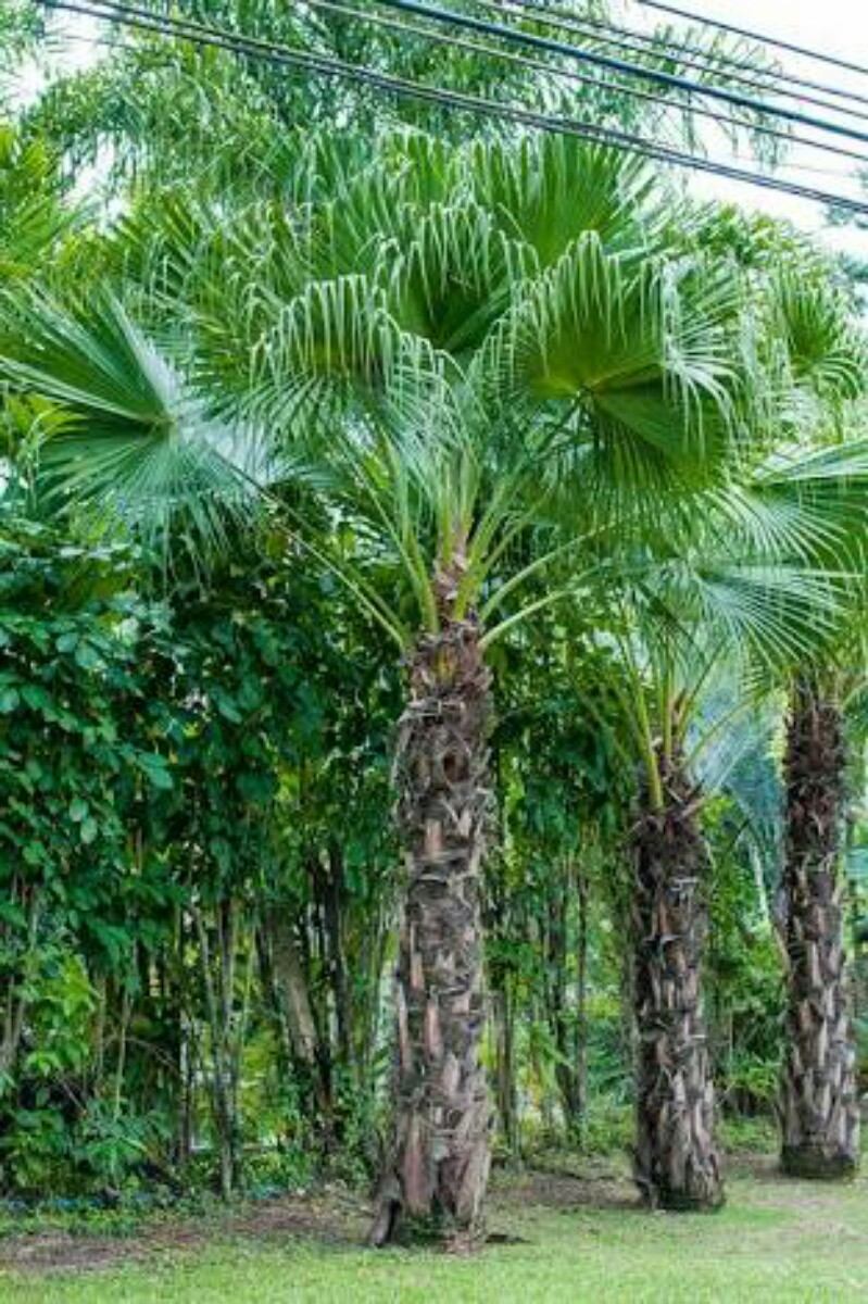 Palmeira Leque Da China - Livistona Chinensis 200 Sementes ...