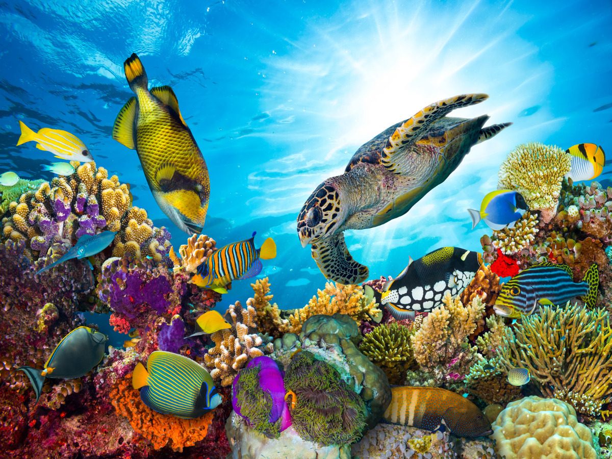 Papel De Parede Hd Free Stock Photo Of Coral Deep Ocean