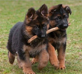 Pastores Alemanes En Adopcion Perros Y Cachorros En Mercado