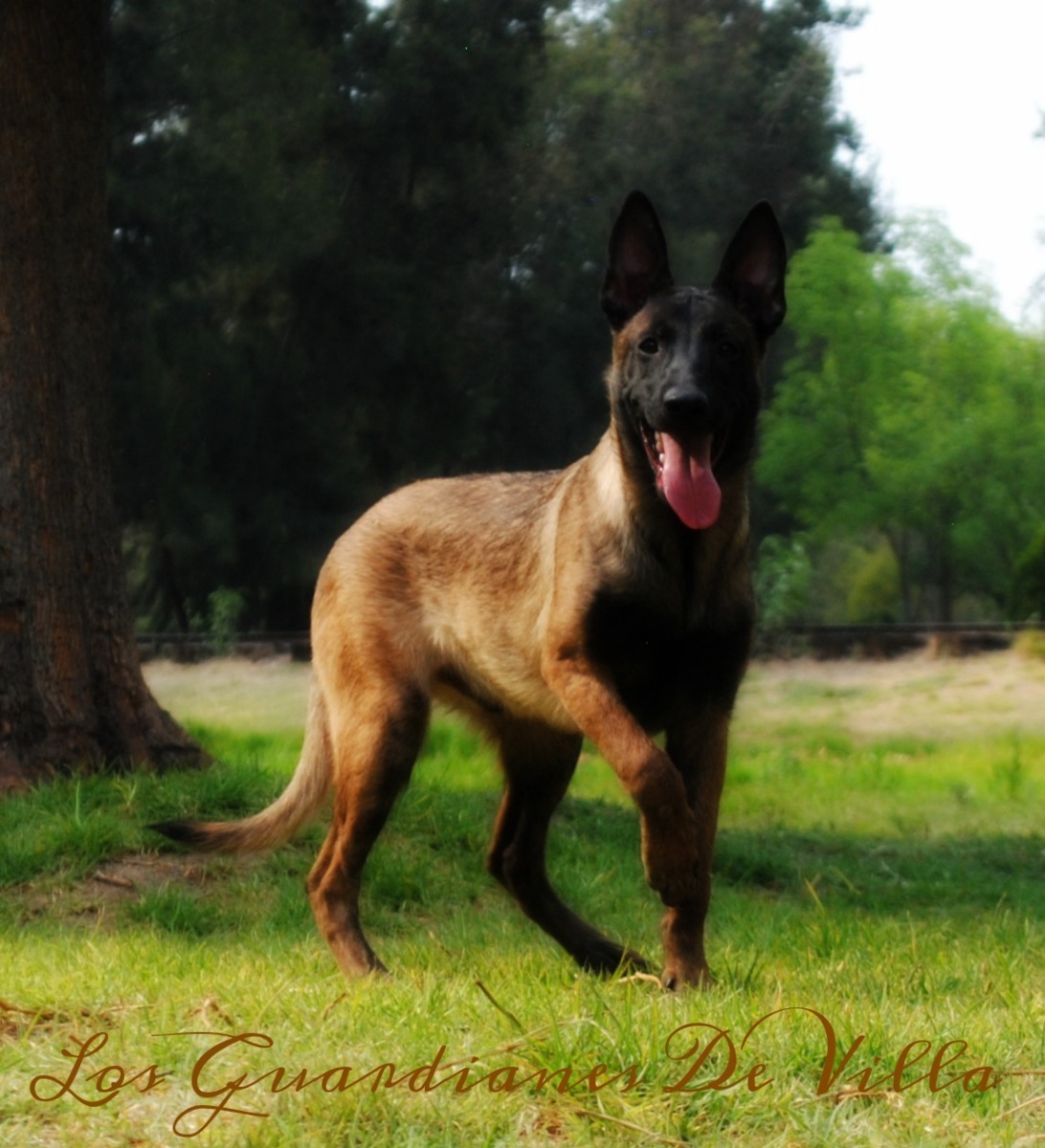 pastor belga malinois pastor belga malinois