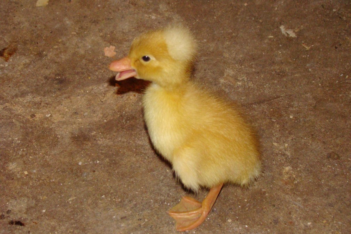 patitos pekin moñudos pekin crested 100 00 en mercado libre