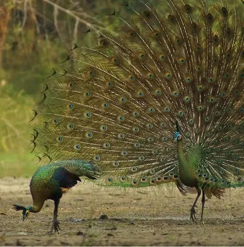 pavo-verde-reprodutor-D_NQ_NP_795173-MLB40712486802_022020-O.webp