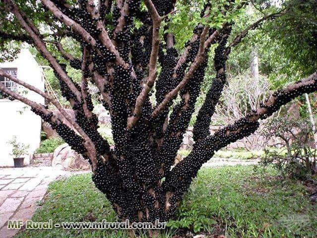 pe-de-jabuticaba-produzindo-80-anos-D_NQ_NP_665501-MLB20362240330_072015-F.jpg