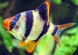 Resultado de imagem para Barbo Tigre