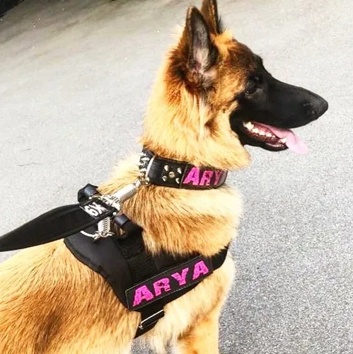 Peitoral K9. Coleira Personalizado Com Nome Do Seu Cão