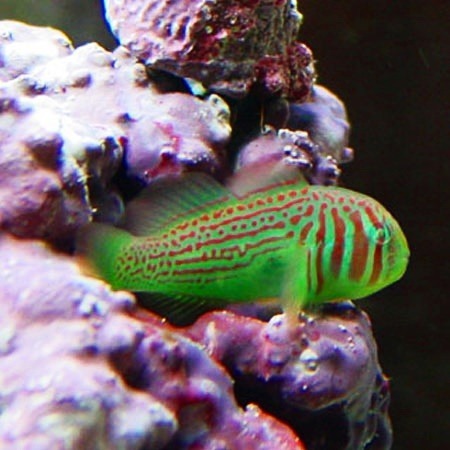 green clown goby yellow