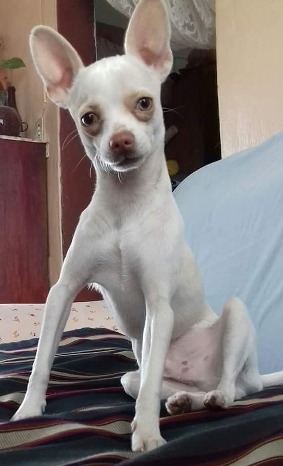 Perro Chihuahua Blanco Para Monta Ojos Azules, 1 Año Y