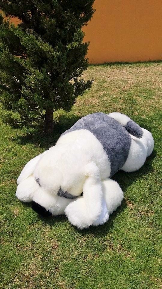 peluche