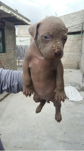 Perros Pitbull Blue - $ 1,400.00 en Mercado Libre