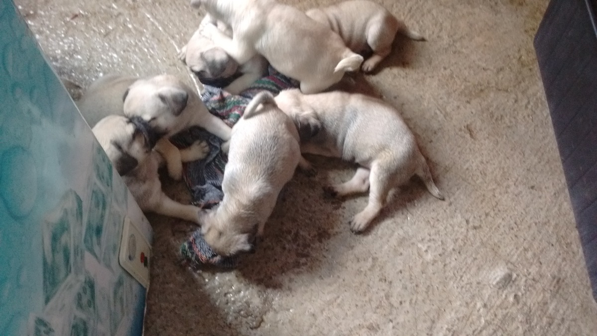 perro pug precio perros pug cachorros 4 500 00 en mercado libre perro pug precio perros pug cachorros 4 500 00 en mercado libre