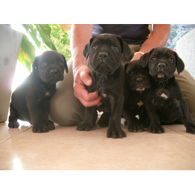 Bosal Perro Grande Cane Corso En Mercado Libre Argentina