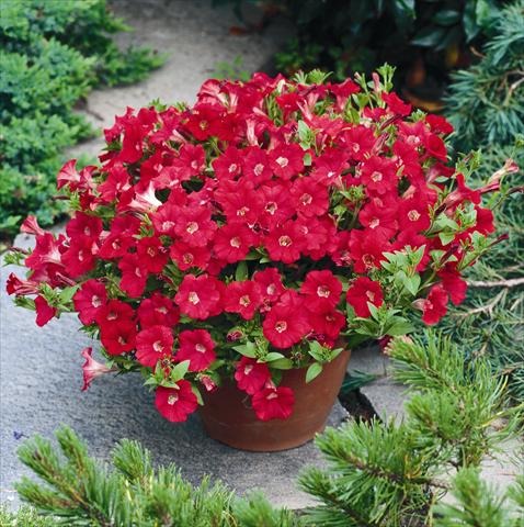 Petunia Super Red - Sementes Flor Para Mudas - R$ 28,99 em Mercado ...