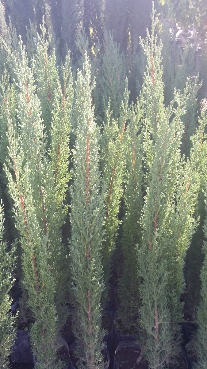 Cupressus Sempervirens Wikipedia La Enciclopedia Libre Cupressus Sempervirens Wikipedia La Enciclopedia Libre