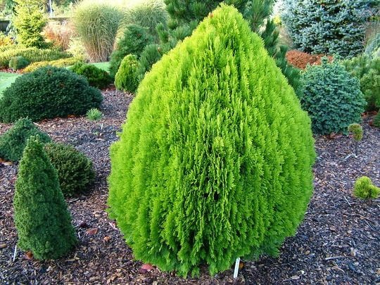 Cupressus Wikipedia La Enciclopedia Libre Cupressus Wikipedia La Enciclopedia Libre