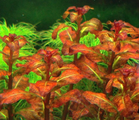 planta aq ludwigia ovalis