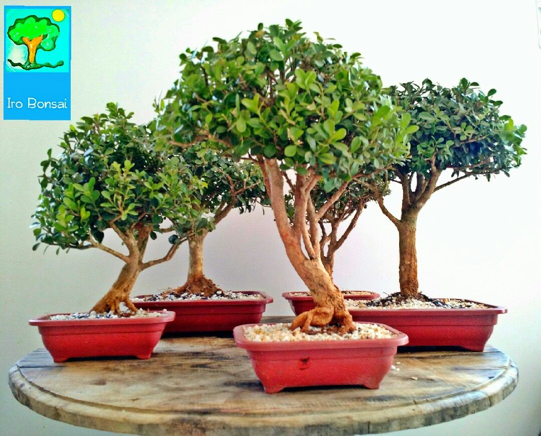 Planta Bonsai De  Buxus 6 Anos R 190 00 em Mercado Livre