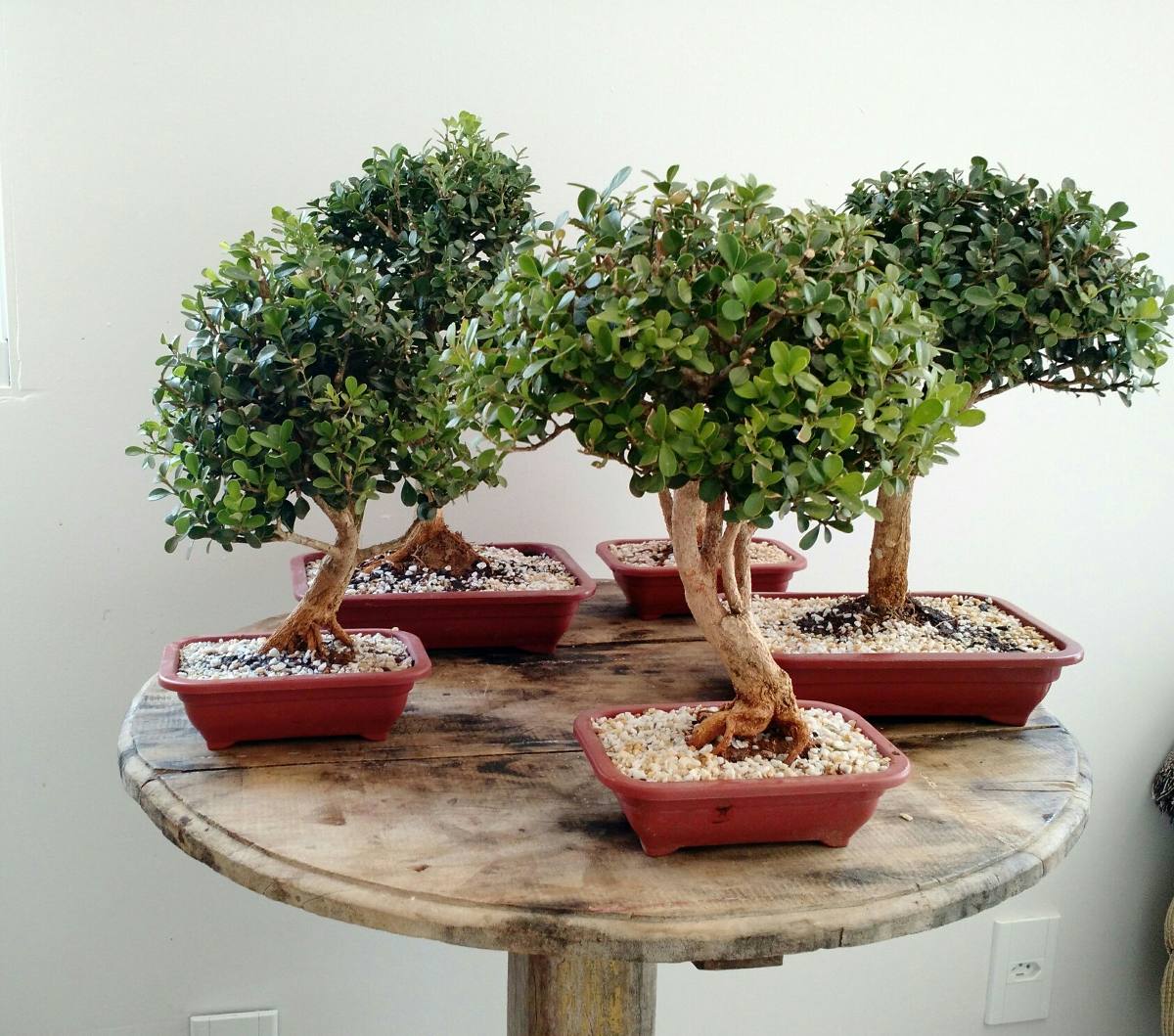 Planta Bonsai De  Buxus 6 Anos R 190 00 em Mercado Livre