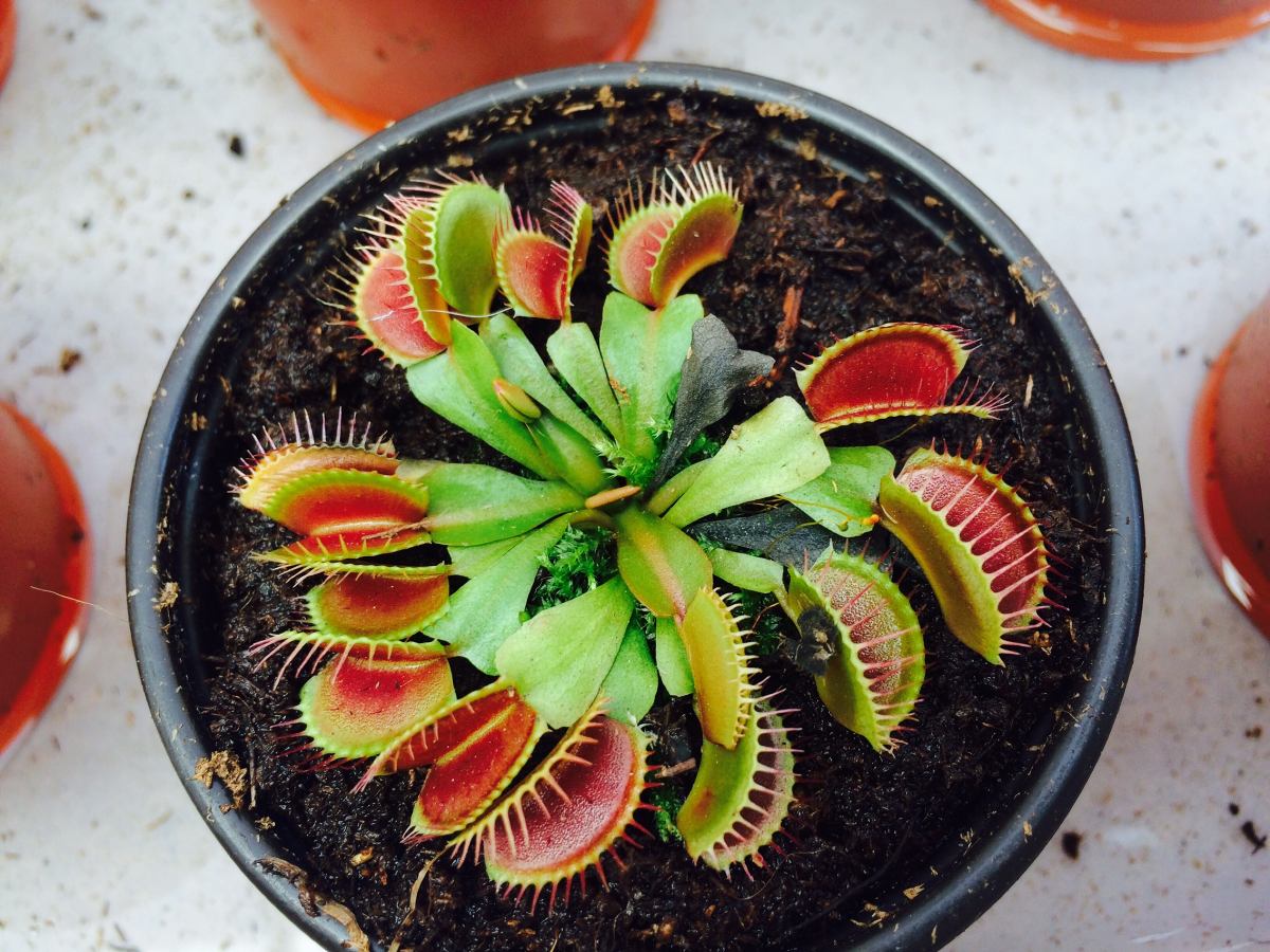 Planta Carnivora Venus Atrapamoscas 150.00 en Mercado Libre Planta Carnivora Venus Atrapamoscas 150.00 en Mercado Libre