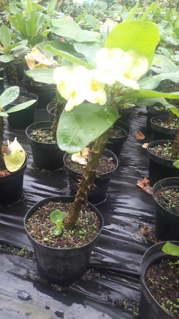 Planta Corona De Cristo Euphorbia Milii 25 000 En Mercado Libre