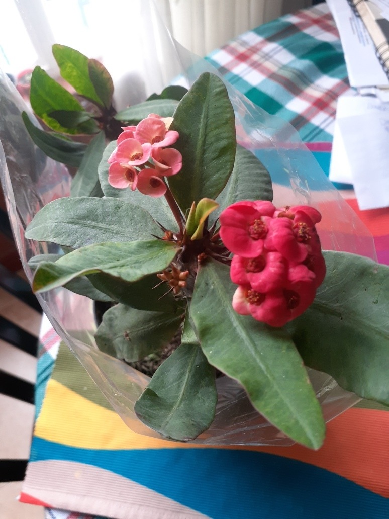 planta corona de cristo