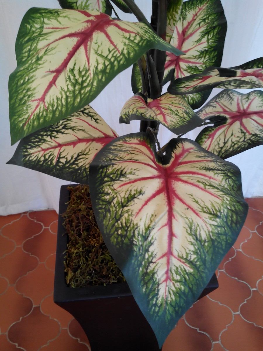 Reproduccion Del Croton Super Facil Raices En Un Mes Reproduccion Del Croton Super Facil Raices En Un Mes