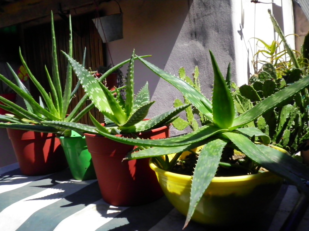 Planta De Aloe Vera Barbadensis Chinesis Saponaria Sabila Ar