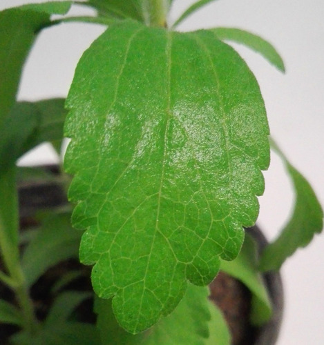Planta De Stevia 20cm, Producción Orgánica - $ 60.00 en Planta De Stevia 20cm, Producción Orgánica - $ 60.00 en