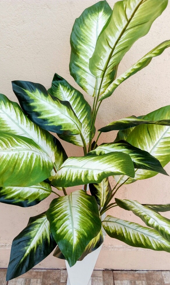 Planta Planta